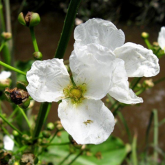 Cucharero (Echinodorus grandiflorus)