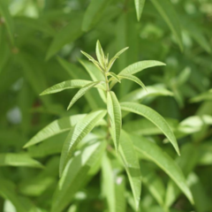 Cedrón (Aloysia citrodora)