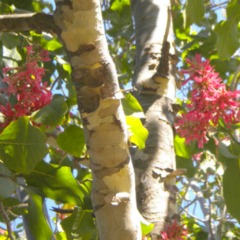 Manzano del Campo (Ruprechtia apetala)