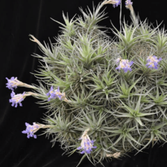 Clavel del Aire Bola (Tillandsia bergeri)