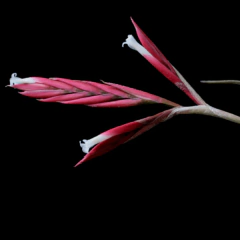 Clavel del Aire Rojo (Tillandsia lorentziana)