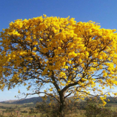 Lapacho Amarillo (Handroanthus pulcherrimus)