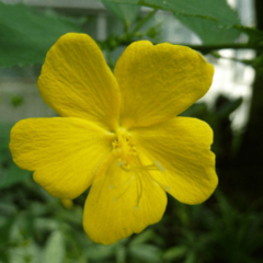 Botón de Oro (Pavonia sepium)