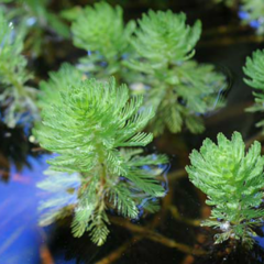 Cola de Zorro (Myriophyllum aquaticum)