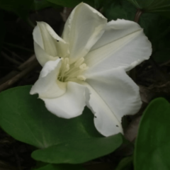Dama de Noche (Ipomoea alba)