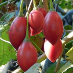 Chilto - Tomate del Árbol (Solanum betaceum)