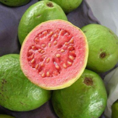 Guayaba (Psidium guajaba)