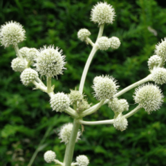 Falso Caraguatá (Eryngium elegans)