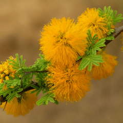 Espinillo – Aromito (Vachellia caven)