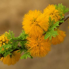 Espinillo – Aromito (Vachellia caven - ex Acacia caven)