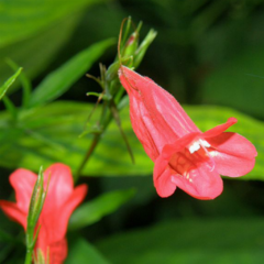 Gota de Sangre (Ruellia angustiflora)