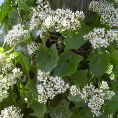 Guaco (Mikania cordifolia)