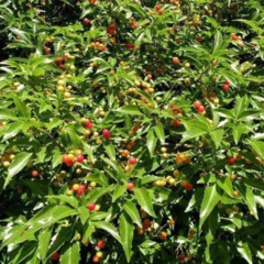 Chal Chal (Allophylus edulis) - comprar online
