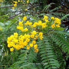 Carnaval (Senna spectabilis)