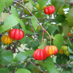 Ñangapirí - Pitanga (Eugenia uniflora)