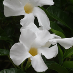 Jazmín de Chile (Mandevilla laxa)