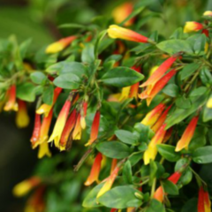 Bandera Española (Justicia floribunda)