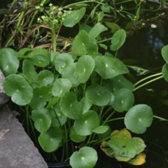Redondita de Agua (Hydrocotyle bonariensis)