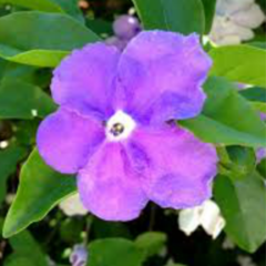 Jazmín del Paraguay (Brunfelsia australis)
