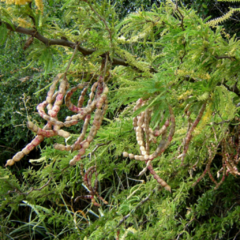 Ñandubay (Prosopis affinis)
