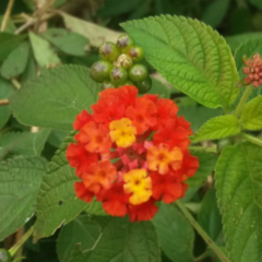 Camará (Lantana camara)