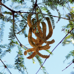 Algarrobo Blanco (Prosopis alba)