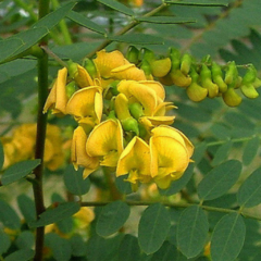 Acacia Café (Sesbania virgata) - comprar online