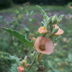 Malvavisco (Sphaeralcea bonariensis)