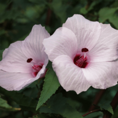 Rosa de Río (Hibiscus striatus) - comprar online