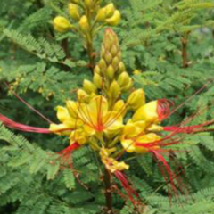 Barba de Chivo (Caesalpinia gilliesii) - comprar online