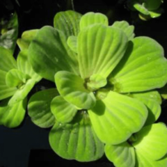 Repollito de Agua (Pistia stratiotes)