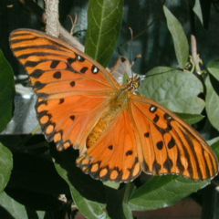 Combo de Plantas Nativas para atraer Mariposas y Colibríes - tienda online