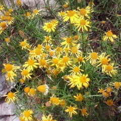 Nim Nim (Acmella decumbens)