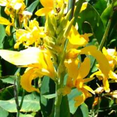 Achira Amarilla (Canna glauca)