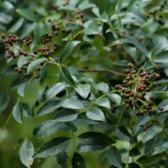 Tembetarí - Teta de Perra (Zanthoxylum rhoifolium)