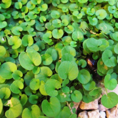 Oreja de Ratón (Dichondra repens)