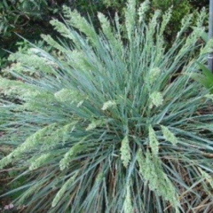 Poa de las Sierras (Poa iridifolia)