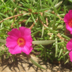 Portulaca x 5 unidades (Portulaca grandiflora)
