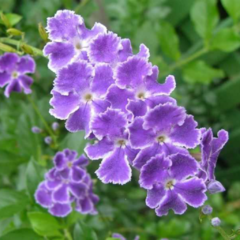 Tala Blanco - Duranta (Duranta erecta)
