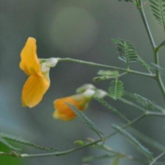 Algodonillo (Aeschynomene montevidensis) - comprar online