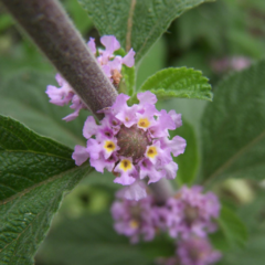 Salvia Morada (Lippia alba)