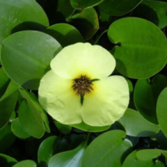 Amapola de Agua (Hydrocleys nymphoides)