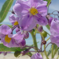 Duraznillo Blanco (Solanum glaucophyllum)