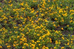Lantana Rastrera (AMARILLA) - comprar online