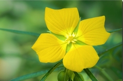 Duraznillo de Río (Ludwigia bonariensis) - comprar online