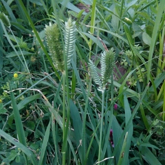 Paja del Burro (Eleusine tristachya)