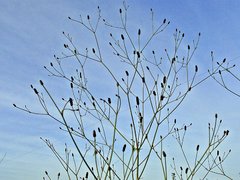 Cardo Alambre (Eryngium ebracteatum) - comprar online