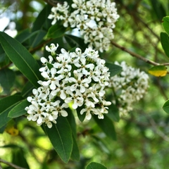 Escallonia (Escallonia megapotamica)