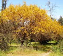 Espinillo – Aromito (Vachellia caven) - comprar online