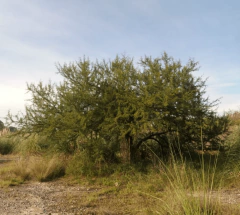 Espinillo – Aromito (Vachellia caven - ex Acacia caven) en internet